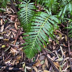 Blechnum cartilagineum (Gristle Fern) at Never Never, NSW - 12 Sep 2024 by Tapirlord