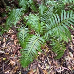 Blechnum cartilagineum at Never Never, NSW - suppressed