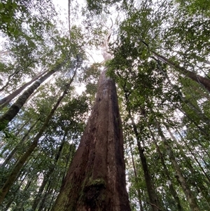 Eucalyptus pilularis (Blackbutt) at Never Never, NSW - 12 Sep 2024 by Tapirlord