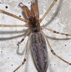 Tetragnatha sp. (genus) (Long-jawed spider) at Parkes, ACT - 22 Feb 2025 by TimL