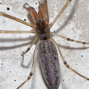 Tetragnatha sp. (genus) (Long-jawed spider) at Parkes, ACT - 22 Feb 2025 by TimL