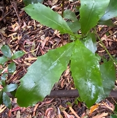 Polyosma cunninghamii (Featherwood) at Never Never, NSW - 12 Sep 2024 by Tapirlord