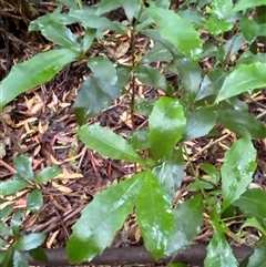 Polyosma cunninghamii at Never Never, NSW - 12 Sep 2024 04:05 PM