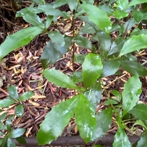 Polyosma cunninghamii at Never Never, NSW - 12 Sep 2024 04:05 PM
