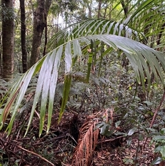 Archontophoenix cunninghamiana (Piccabeen, Bangalow Palm) at Never Never, NSW - 12 Sep 2024 by Tapirlord