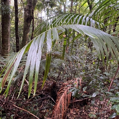 Archontophoenix cunninghamiana (Piccabeen, Bangalow Palm) at Never Never, NSW - 12 Sep 2024 by Tapirlord