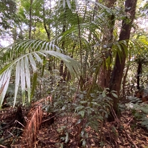 Archontophoenix cunninghamiana at Never Never, NSW - suppressed