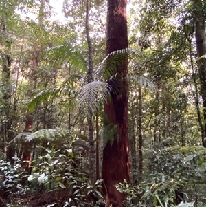 Archontophoenix cunninghamiana at Never Never, NSW - suppressed