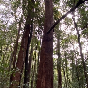 Eucalyptus pilularis at Never Never, NSW - 12 Sep 2024 04:03 PM