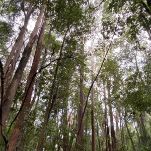 Eucalyptus pilularis at Never Never, NSW - 12 Sep 2024 04:03 PM