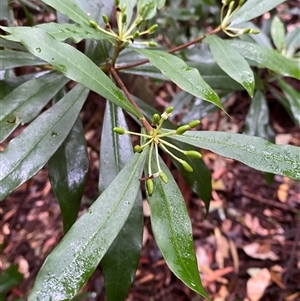 Tasmannia insipida (Brush Pepperbush, Dorrigo Pepper) at Never Never, NSW - 12 Sep 2024 by Tapirlord