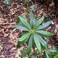 Tasmannia insipida at Never Never, NSW - 12 Sep 2024 04:03 PM