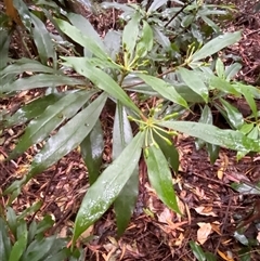 Tasmannia insipida at Never Never, NSW - 12 Sep 2024 04:03 PM