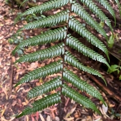 Cyathea leichhardtiana (Prickly Tree Fern) at Never Never, NSW - 12 Sep 2024 by Tapirlord