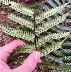 Cyathea leichhardtiana at Never Never, NSW - suppressed