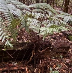 Cyathea leichhardtiana at Never Never, NSW - suppressed