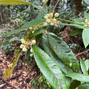 Callicoma serratifolia at Never Never, NSW - 12 Sep 2024 04:02 PM