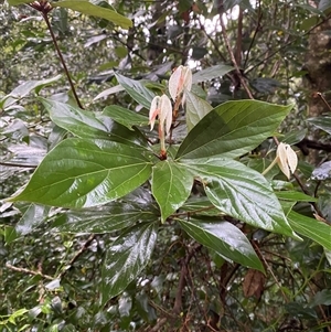 Neolitsea dealbata (White Bolly Gum) at Never Never, NSW - 12 Sep 2024 by Tapirlord