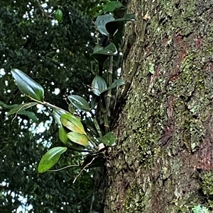 Dendrobium radiatum (Brushbox Feather Orchid) at Never Never, NSW - 12 Sep 2024 by Tapirlord