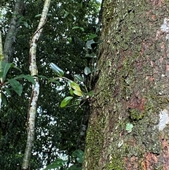 Dendrobium radiatum at Never Never, NSW - suppressed