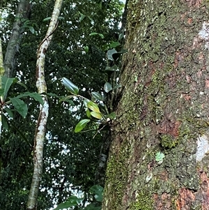 Dendrobium radiatum at Never Never, NSW - suppressed