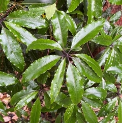 Pittosporum undulatum (Sweet Pittosporum) at Never Never, NSW - 12 Sep 2024 by Tapirlord