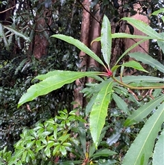 Anopterus macleayanus (Queensland Laurel) at Never Never, NSW - 12 Sep 2024 by Tapirlord