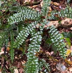 Adiantum hispidulum (Rough Maidenhair) at Never Never, NSW - 12 Sep 2024 by Tapirlord