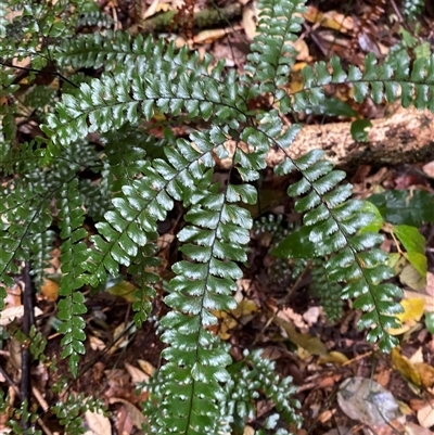 Adiantum hispidulum (Rough Maidenhair) at Never Never, NSW - 12 Sep 2024 by Tapirlord