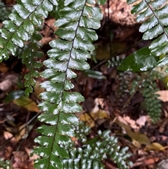 Adiantum hispidulum at Never Never, NSW - 12 Sep 2024 03:55 PM