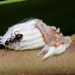 Monophlebulus sp. (genus) at Acton, ACT - 21 Feb 2025 by TimL