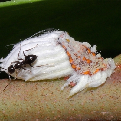 Icerya sp. (genus) (Cottony cushion scale) at Acton, ACT - 21 Feb 2025 by TimL