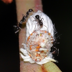 Nylanderia sp. (genus) at Acton, ACT - 21 Feb 2025 by TimL