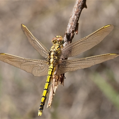 Orthetrum caledonicum (Blue Skimmer) at Kambah, ACT - 19 Feb 2025 by JRCNM