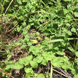 Antigonon leptopus (coral berry) at Portsmith, QLD - 31 Jan 2025 by JasonPStewartNMsnc2016