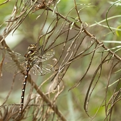 Austroaeschna pulchra (Forest Darner) at Kambah, ACT - 13 Feb 2025 by JRCNM