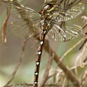 Austroaeschna pulchra at Kambah, ACT - 13 Feb 2025 11:44 AM