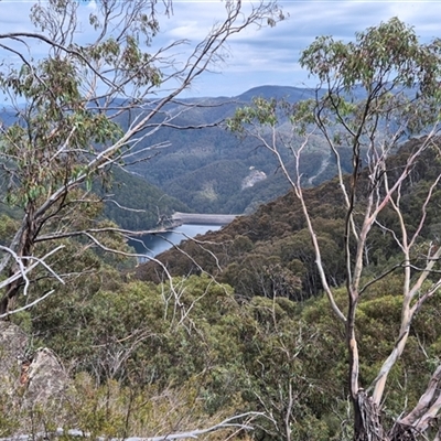 Eucalyptus glaucescens (Tingiringi Gum) at Geehi, NSW - 22 Feb 2025 by Philip