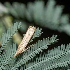 Faveria tritalis (Couchgrass Webworm) at Hawker, ACT - 23 Feb 2025 by AlisonMilton