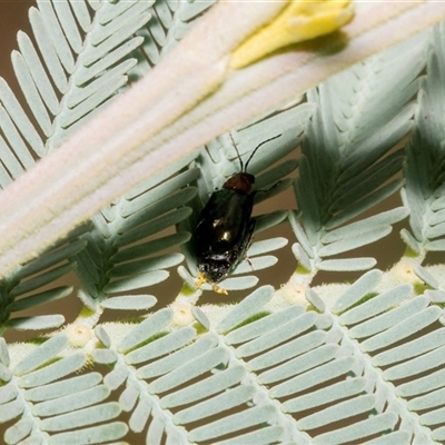 Adoxia benallae (Leaf beetle) at Hawker, ACT - 23 Feb 2025 by AlisonMilton