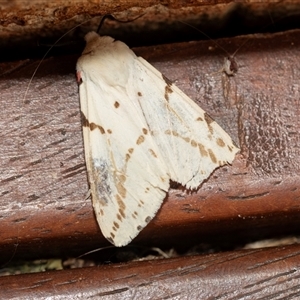 Ardices canescens (Dark-spotted Tiger Moth) at Higgins, ACT - 23 Feb 2025 by AlisonMilton