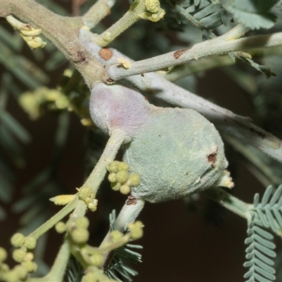 Unidentified Acacia Gall at Hawker, ACT - 23 Feb 2025 by AlisonMilton