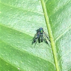 Austrosciapus sp. (genus) (Long-legged fly) at Kungala, NSW - 24 Feb 2025 by donnanchris