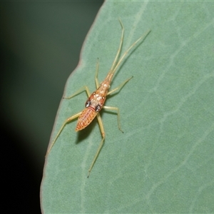 Amorbus (genus) (Eucalyptus Tip bug) at Hawker, ACT - 23 Feb 2025 by AlisonMilton