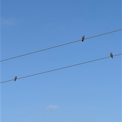 Artamus cyanopterus (Dusky Woodswallow) at Brownlow Hill, NSW - 24 Feb 2025 by MaxDownes