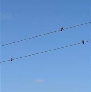 Artamus cyanopterus (Dusky Woodswallow) at Brownlow Hill, NSW - 24 Feb 2025 by MaxDownes