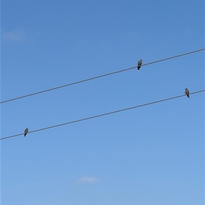 Artamus cyanopterus (Dusky Woodswallow) at Brownlow Hill, NSW - 24 Feb 2025 by MaxDownes