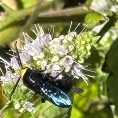 Scolia (Discolia) verticalis (Yellow-headed hairy flower wasp) at Hackett, ACT - 24 Feb 2025 by Louisab