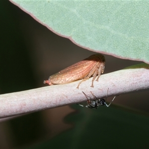 Katipo rubrivenosa at Hawker, ACT - 23 Feb 2025 11:51 AM