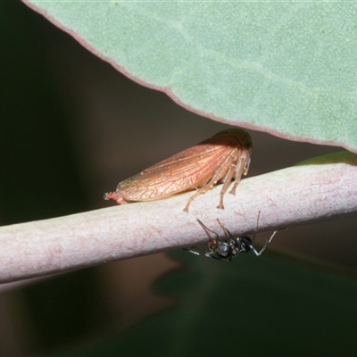 Katipo rubrivenosa (A leafhopper) at Hawker, ACT - 23 Feb 2025 by AlisonMilton